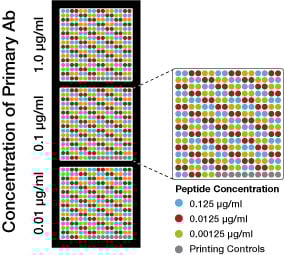 Peptide-Array-Testing2.jpg