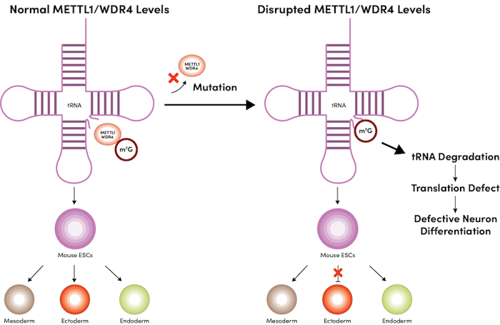METTL1またはWDR4の欠損は外胚葉の発達障害を引き起こす