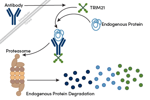 タンパク質タンパク質分解のためのTrim-Away法