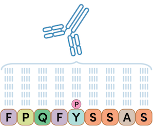 23-BPA-73950 Proteomics Blog Series_Fig 1-1
