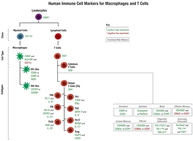24-HMC-64201 T Cell Immune Cell Marker Guide_HUMAN　（T細胞免疫細胞マーカーガイド_ヒト）