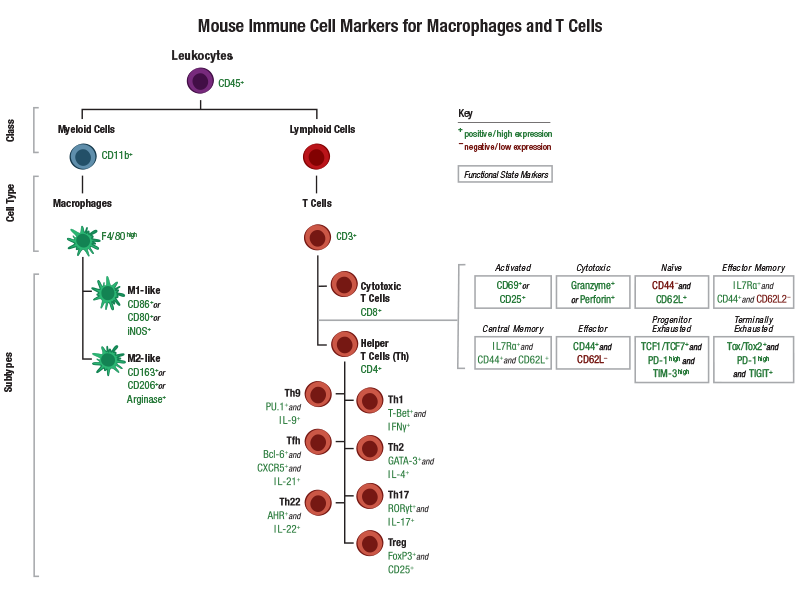 24-HMC-64201_Immune Cell Marker Guide T Cells_MOUSE（T細胞免疫細胞マーカーガイド_マウス）