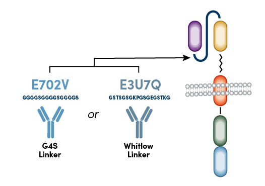 G4SリンカーまたはWhitlowリンカーに結合するCSTの抗CARリンカー抗体