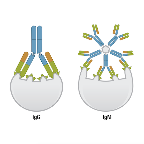 IgG抗体とIgM抗体
