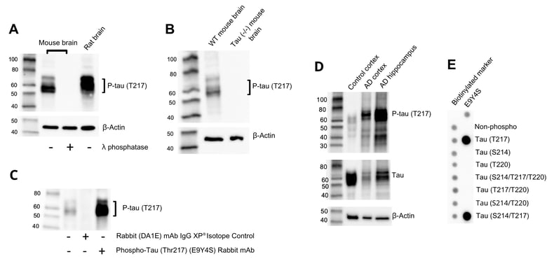 Phospho-Tau 217抗体検証試験: WBにおけるリン酸化特異性、部位特異性、標的特異性