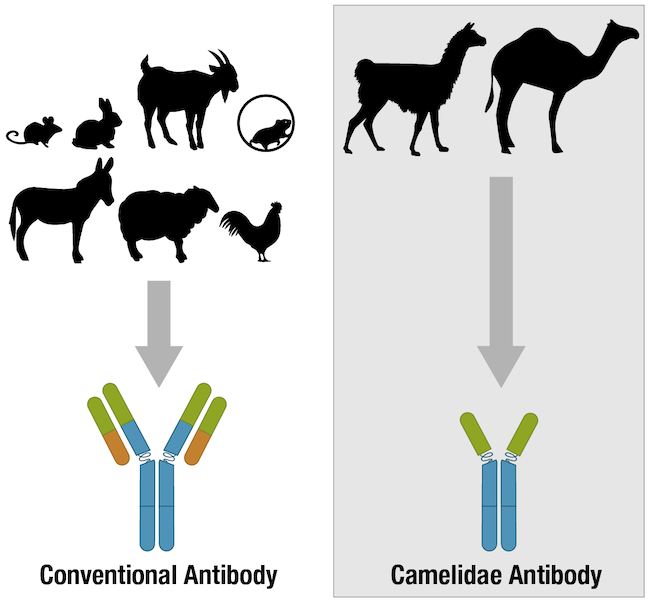 研究に利用される抗体は哺乳動物種で産生される