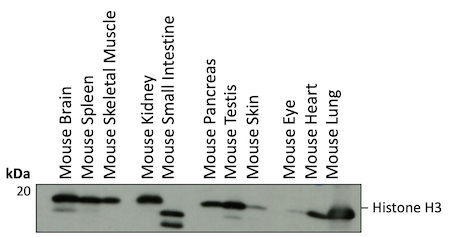 マウス組織Histone H3のWB解析