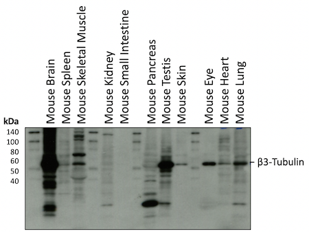 マウス組織β3-チューブリンのWB解析