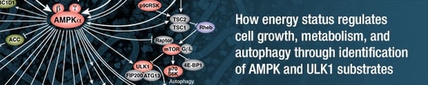 AMPKとオートファジーシグナル伝達の新展開