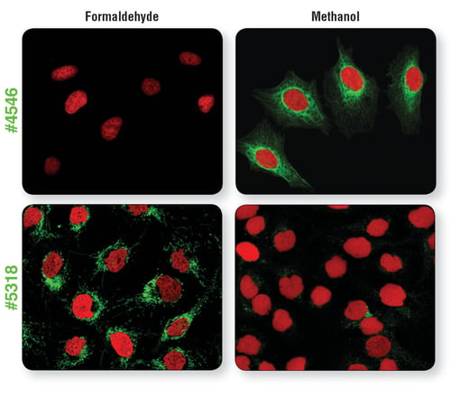 ホルムアルデヒド、またはメタノールを使って固定した細胞のIF解析。