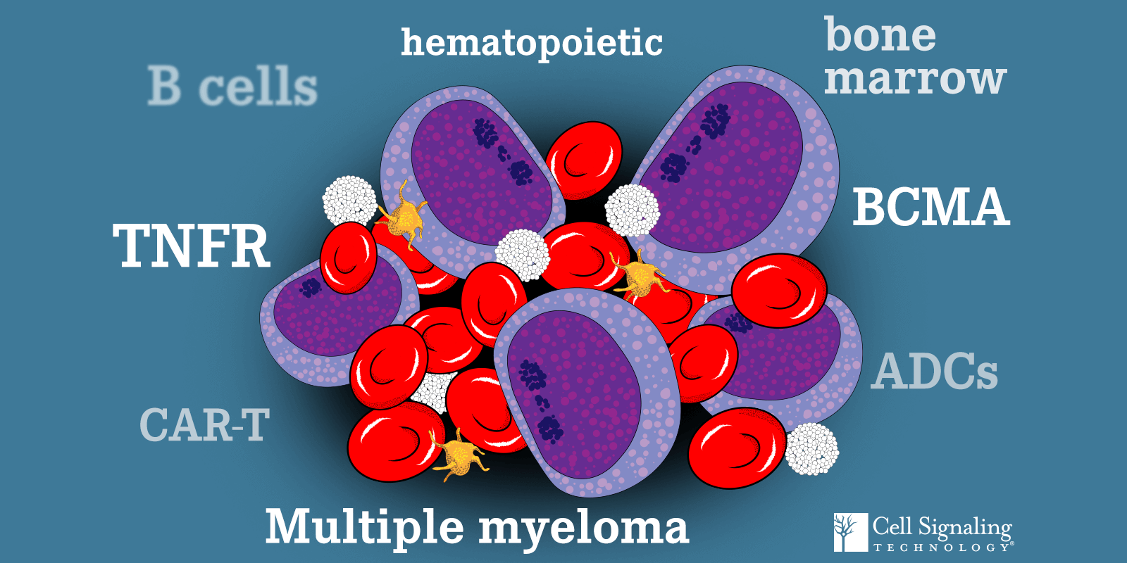 B Cells, TNFR, CAR-T, hematopoietic, bone marrow, BCMA, ADCs, Multiple myeloma