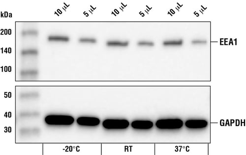 Western blot analysis of extracts from SK-MEL-28細胞からの抽出物の20C、RT、および37Cでのウェスタンブロット解析