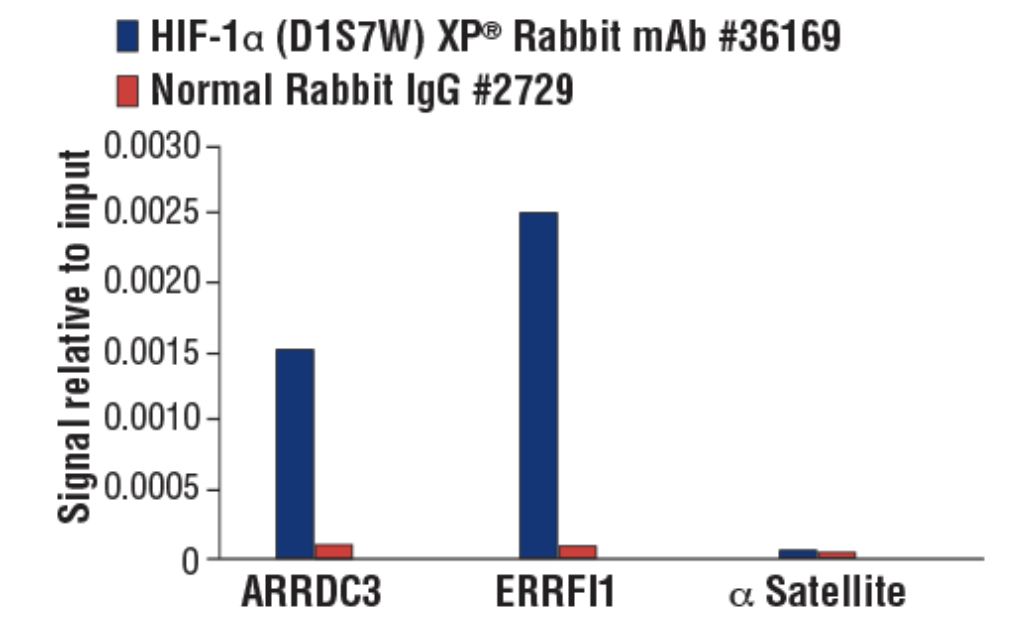 CST抗体：HIF-1α (D1S7W) XP® Rabbit mAb