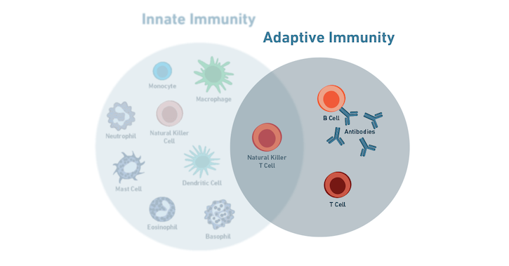 19-IMO-12805-Immunology適応免疫系はどのように機能するか？