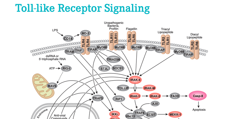19-IMO-12805 Toll Like Receptor