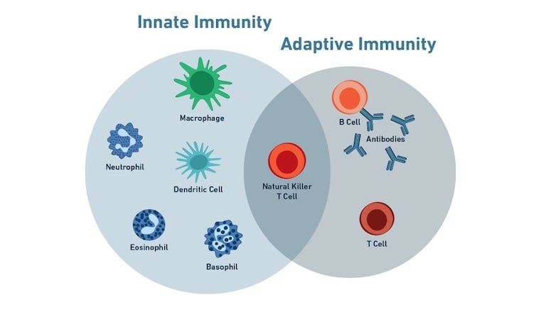 免疫学_自然免疫と適応免疫