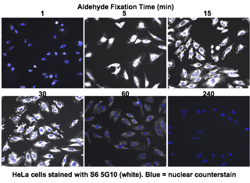 20-CEP-78634 S6 Ribosome 図1