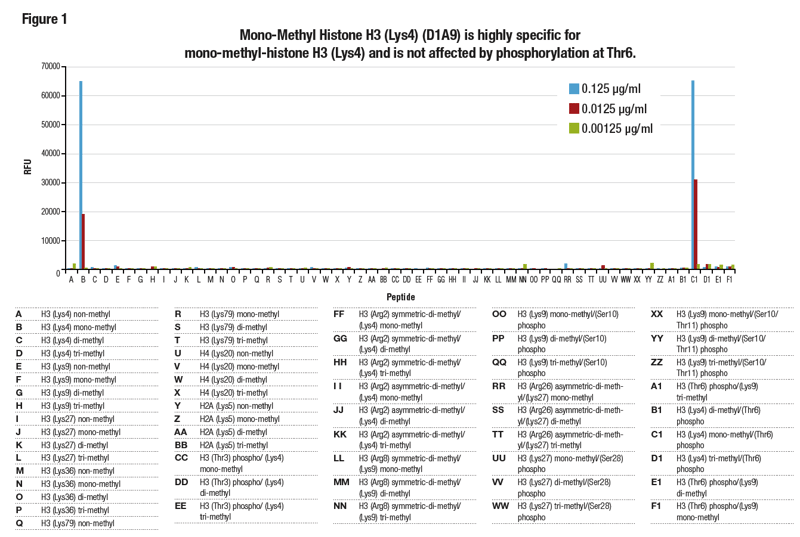 Mono-Methyl Histone H3 (Lys4) (D1A9) は高度に特異的であり、Thr6でのリン酸化の影響を受けません。
