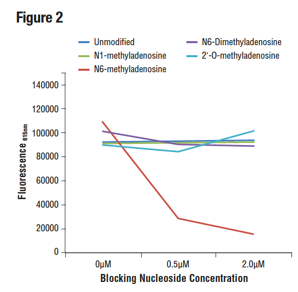 グラフは、修飾アデノシンの濃度を差次的に増加させた時のプレコートしたm6Aオリゴヌクレオチドへの抗体の結合を示しています。ここで示すように、抗体の結合は遊離のm6Aヌクレオシドによってのみ阻害されます。
