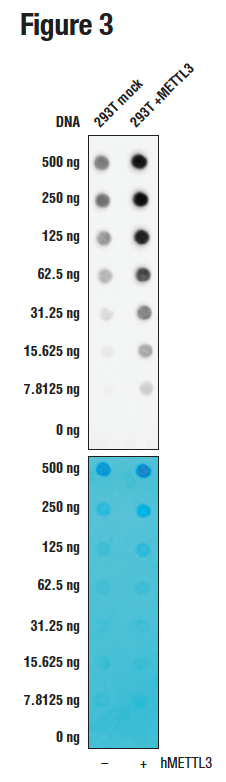 下のパネルはメチレンブルーで染色されたメンブレンを示しますが、上のパネルは、抗体はMETTL3を過剰発現した細胞でより多くのメチル化アデノシンを検出することを示しています。