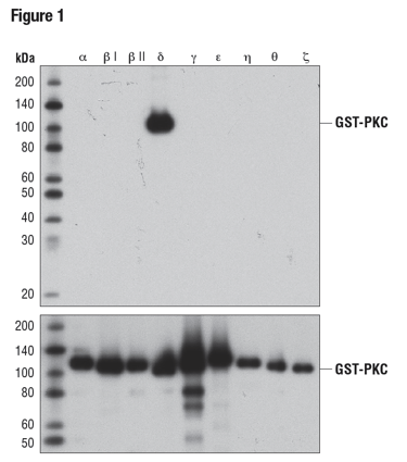 細菌で発現させたGSTタグを付加した精製PKCアイソフォームを、PKCδ (D10E2) (上) あるいはGST (91G1) (下) を用いてウェスタンブロッティングで解析しました。 PKCδの特異性が示されました。