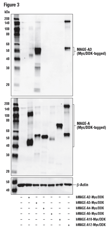 293T細胞からの抽出物のWB解析