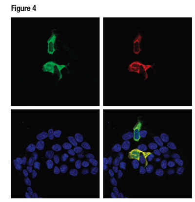 Cas9 (S. pyogenes) (E7M1H) (緑色) およびMycタグ (9B11) (赤色) を用いてmycでタグ付けされたCas9 (S. pyogenes) 構造物で一過的にトランスフェクトした293T細胞の共焦点ICC解析。