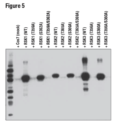 293T細胞の抽出物を、Phospho-p90RSK (Thr359) (D1E9) を用いてウェスタンブロッティングで解析しました。