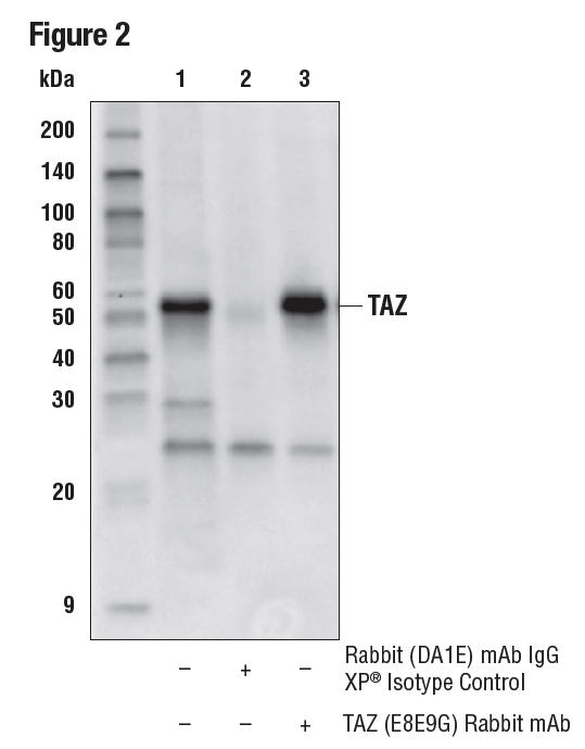 HeLa細胞抽出物からのTAZタンパク質のIP