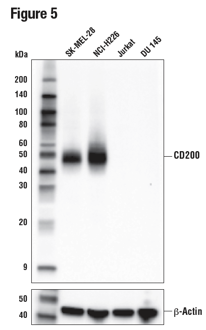 様々な細胞株の細胞抽出物をCD200 (E5I9V) を用いたWBで解析しました。