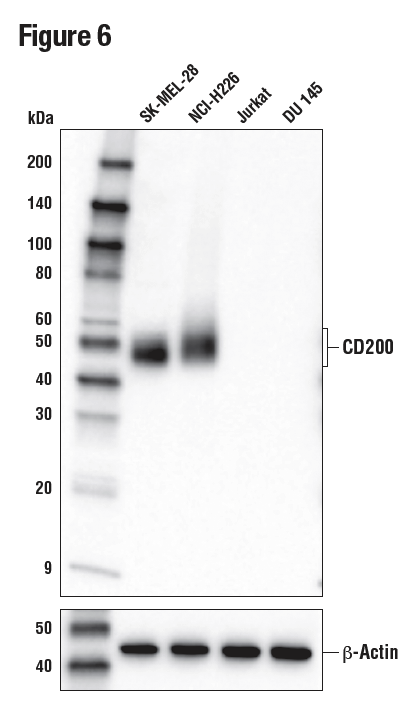 様々な細胞株の細胞抽出物をCD200 (E2K4C) を用いたWBで解析しました。