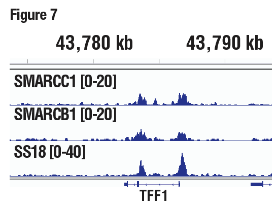 SMARCC1/BAF155、SMARCB1/BAF47、SS18は、すべてSWI/SNF複合体のサブユニットです。この図は、SWI/SNF複合体の既知の標的遺伝子であるpS2/TFF1全体への結合を示しています。