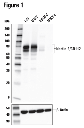 様々なヒト細胞からの抽出物を、Nectin-2/CD112 (D8D3F) を用いてウェスタンブロッティングで解析しました。