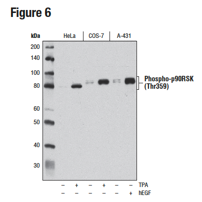 Phospho-p90RSK (Thr359) (D1E9) を用いたHeLa、COS-7、A-431細胞からの抽出物のWB解析