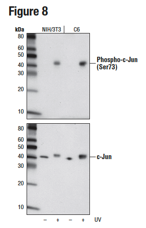 未処理あるいはUV処理したNIH/3T3細胞およびC6細胞からの抽出物を、Phospho-c-Jun (Ser73) (D47G9) (上) あるいはc-Jun (60A8) (下) を用いてウェスタンブロッティングで解析しました。