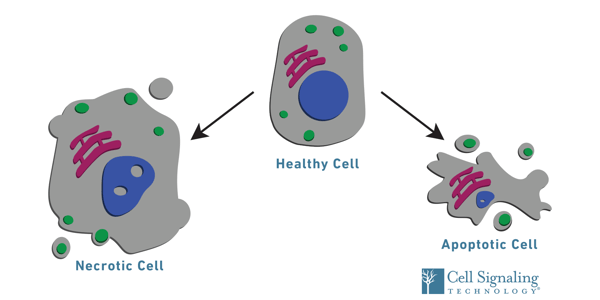 細胞生存率：健康な細胞、壊死細胞、アポトーシス細胞