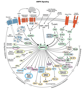 AMPKシグナル伝達のインタラクティブ パスウェイ 