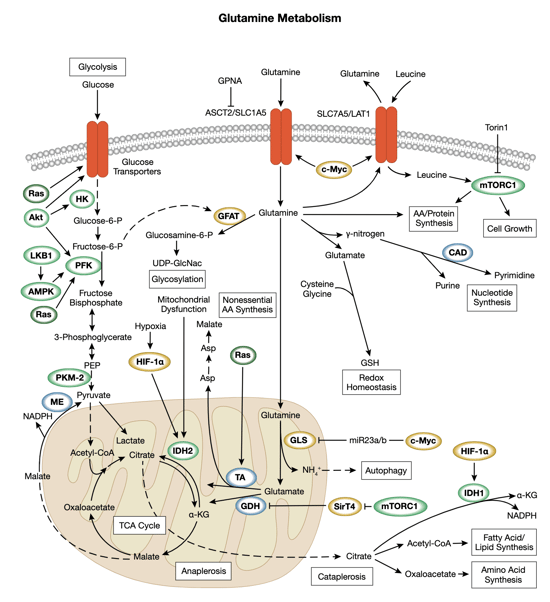 グルタミン代謝シグナル伝達のインタラクティブ パスウェイ 