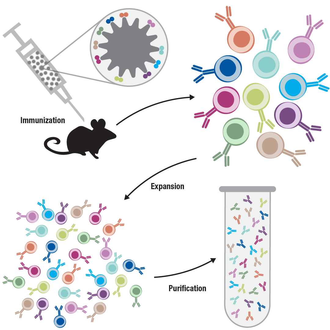 monoclonal vs polyclonal antibody production