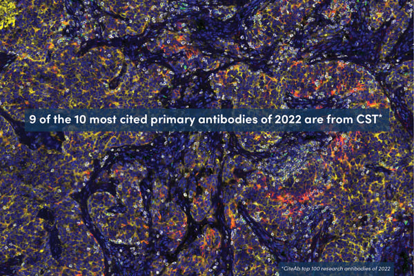 2022年の最も引用された一次抗体の上位10抗体のうち9抗体がCST製品です*