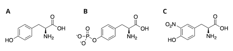 非修飾チロシン、ホスホチロシン、ニトロチロシンの構造。