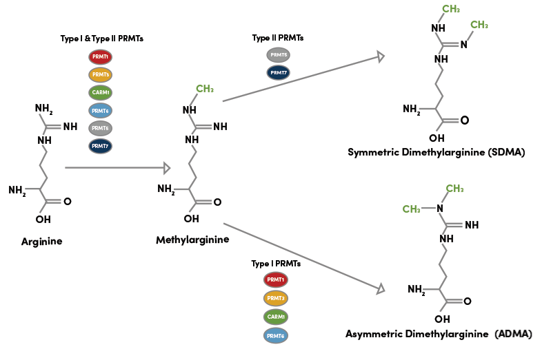 PRMTによるアルギニンのメチル化によるADMAおよびSDMAの形成