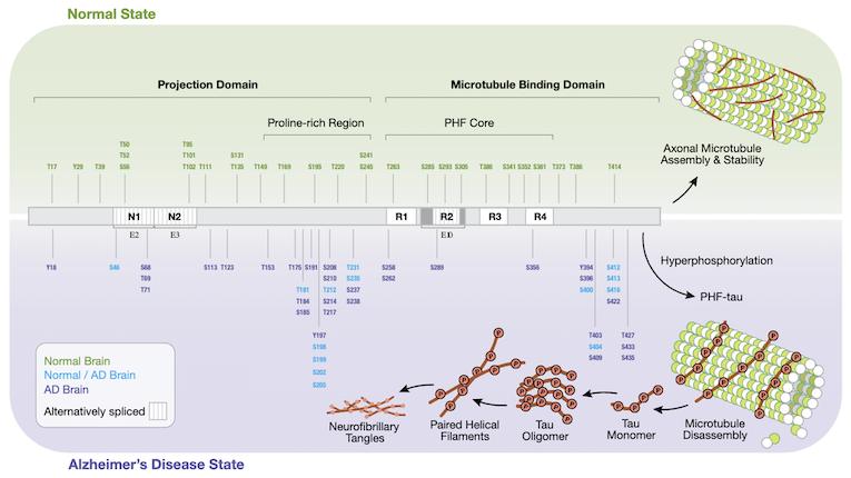 Altheimers disease state_phospho-tau diagram