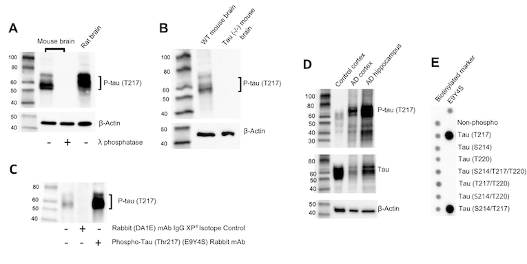 Phospho-Tau 217 antibody: phospho-specificity site-specificity target specificity