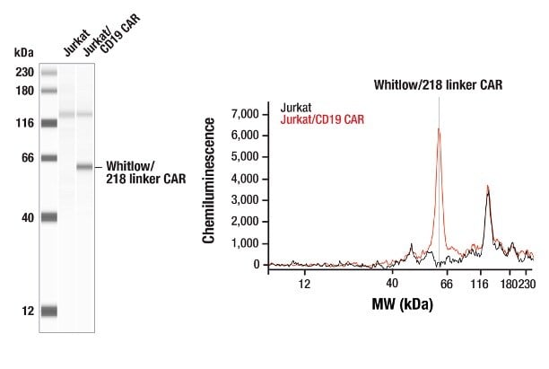 Whitlow/218リンカー含有のscFvベースのAnti-CD19 CARを発現するようにエンジニアリングされたJurkat細胞を、Whitlow/218 Linker (E3U7Q) Rabbit mAb #57710を用いてSimple Western解析しました