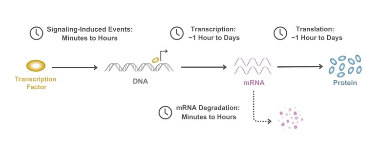 Signaling, Transcription, Translation and mRNA degradation timescales