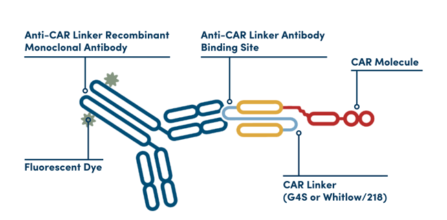 Anti-CAR Linker Antibody Diagram