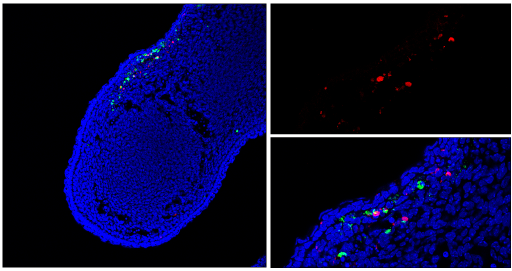 48513_TUNEL Assay Kit_caspase 3 antibody_Apoptosis