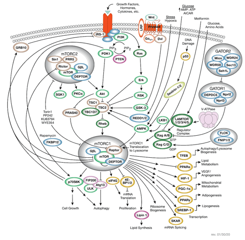 mTor Signaling_small