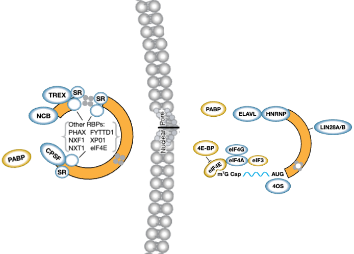 RBP-eCLIPを用いたRNA-タンパク質相互作用のマッピング：RNA生物学における発見を促進